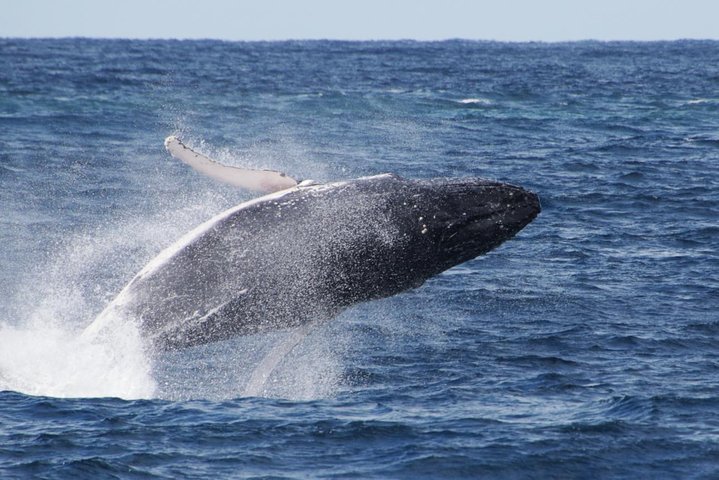 Whale Watching by Sea World Cruises - Winery Find